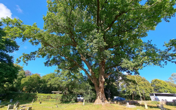 The oak tree standing bathed in sunlight in the cemetery