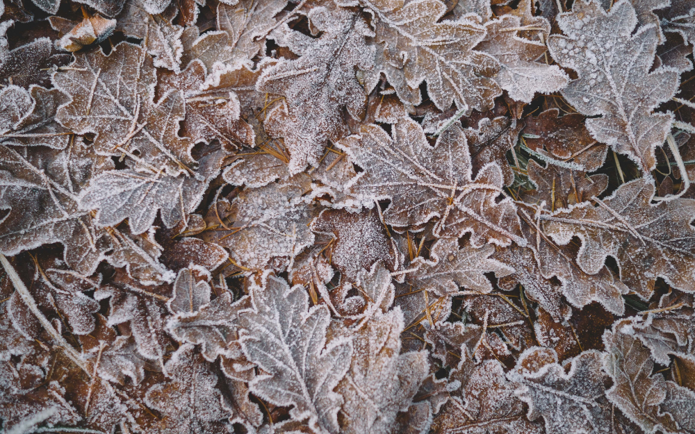 Frosty brown leaves on the ground