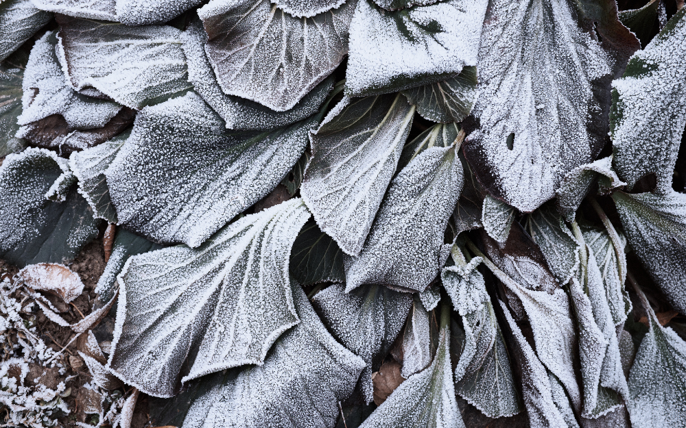 Frosty leaves on the ground