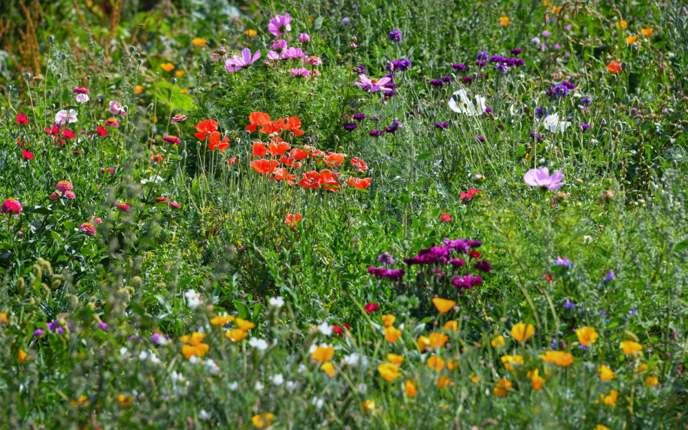 Colourful wildflowers burst through green grass in a wildflower meadow