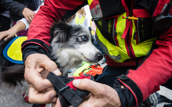 Search and rescue dogs