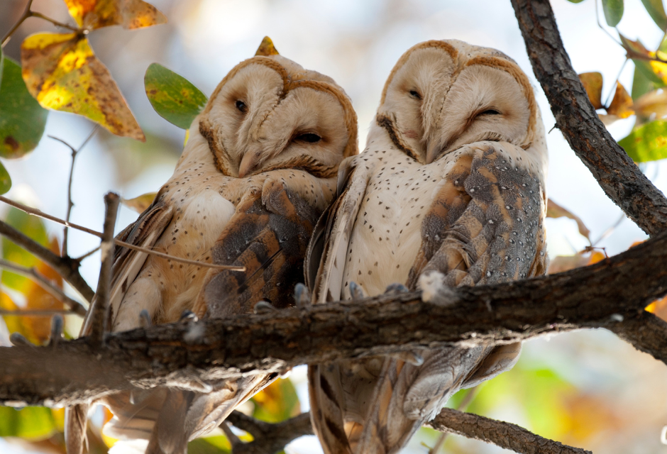 two barn owls snuggling up against each other on a tree branch, looking relaxed and happy