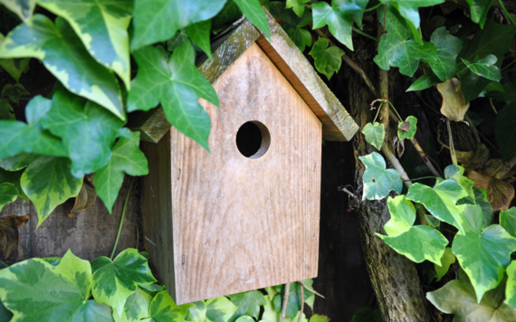 A close-up of a bird box on a tree