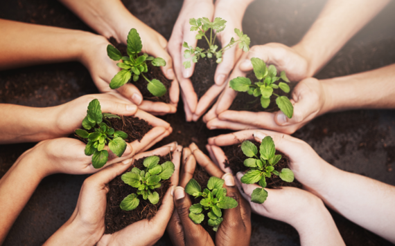 A high angle shot of hands holding soil and budding plants