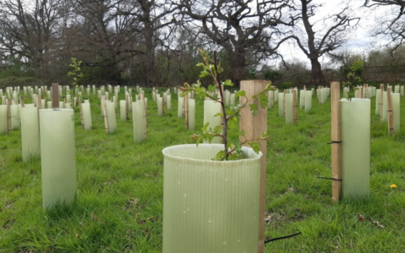 A field of newly planted trees with protective covering