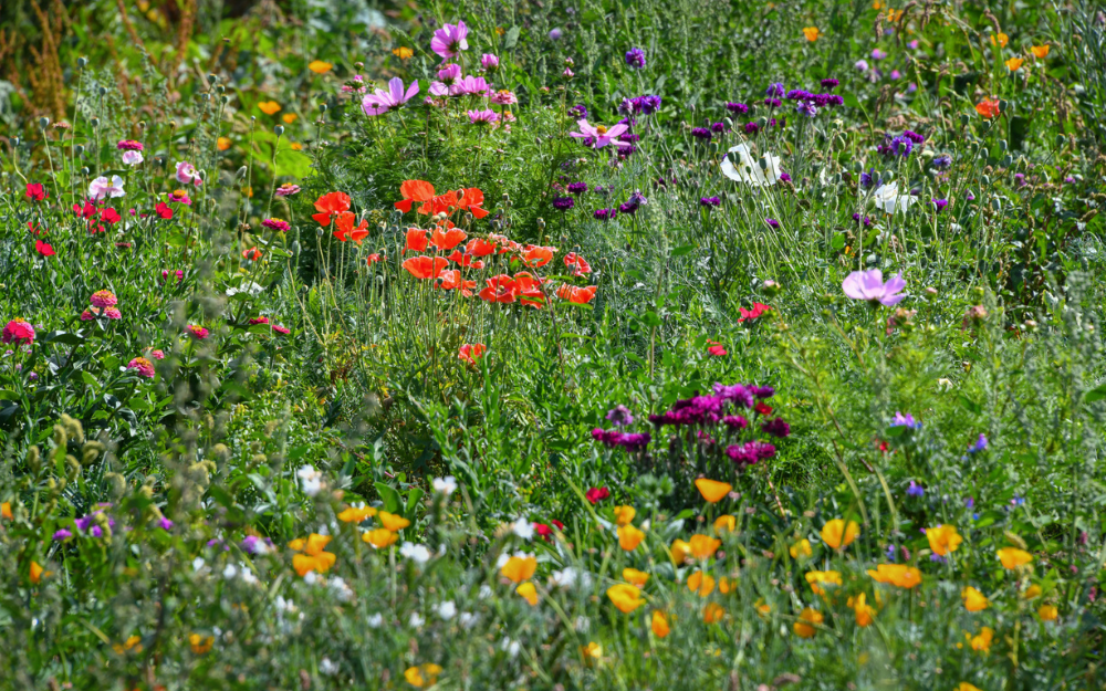 Wildflower meadow in Wokingham Borough