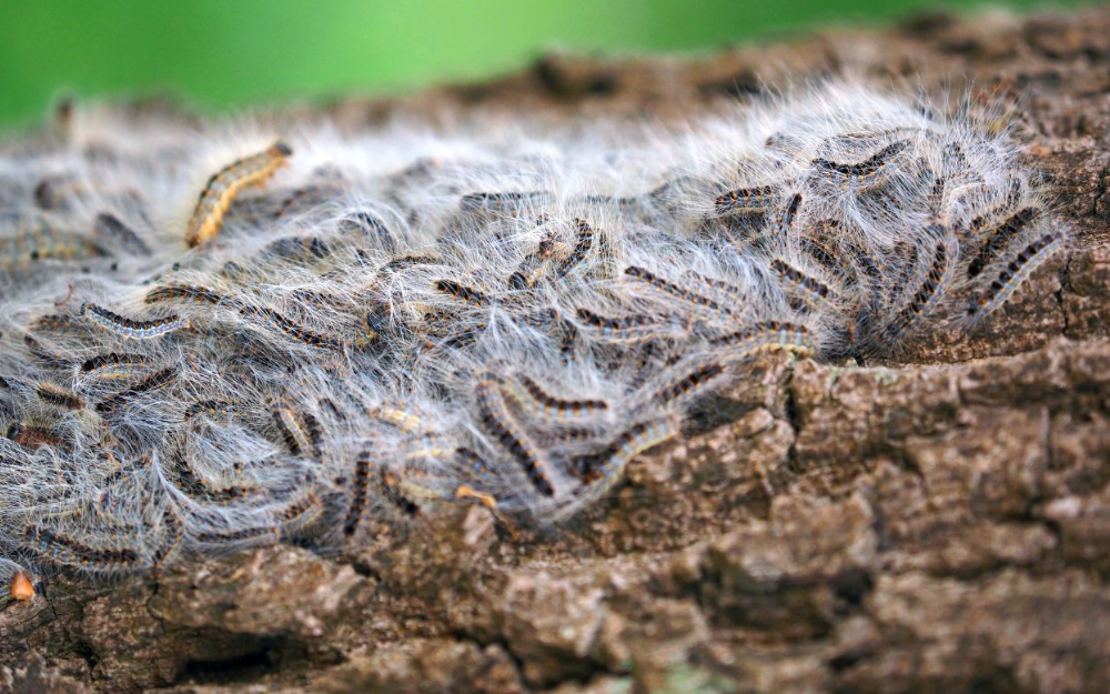 A batch of oak processionary moth caterpillars 