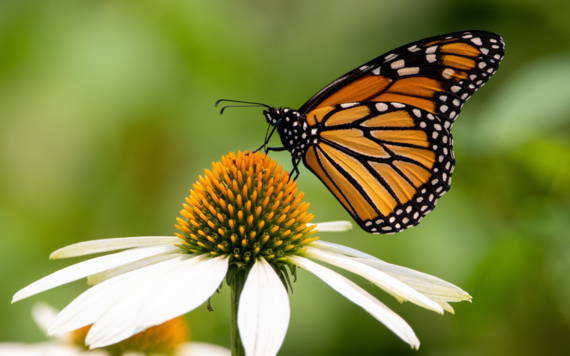 Butterfly restaurant
