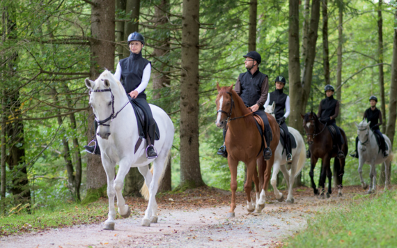 Five horses and riders on a path between trees