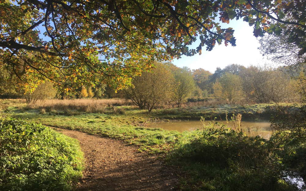 Greenery and paths looking delightful in low evening sun