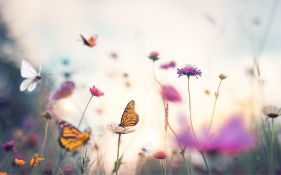 An image of butterflies hovering over flowers