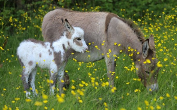 A donkey and its foal grazing in a field of buttercups 