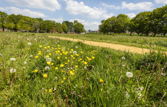 Shot of a beautiful nature park at Hazebrouck Meadows with grass and daisies in the foreground