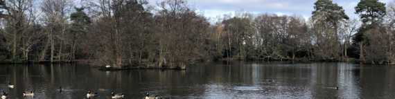 The lake at California Country Park