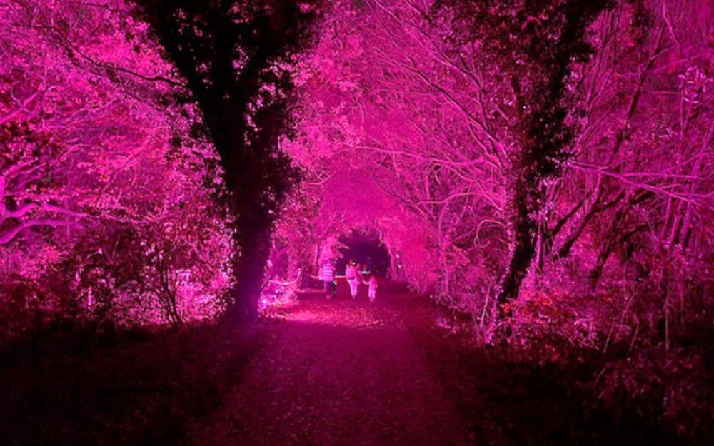 The paths at Dinton Pastures lit with bright pink lights for glow walk