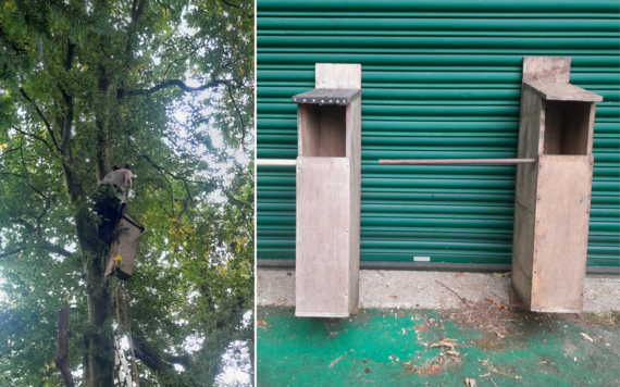 On the left, an owl box being put up a tree; on the right, two new owl boxes