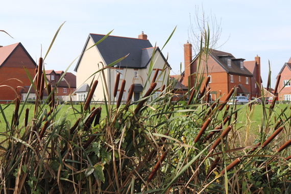 a row of houses in the background with attractive long grasses and rushes in a field in the foreground