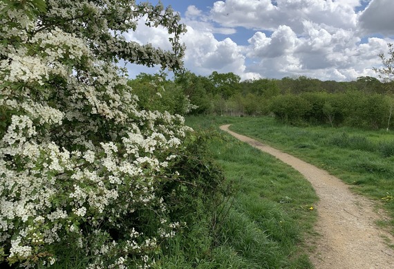a path winding through a field past a tree branch covered in white blooms