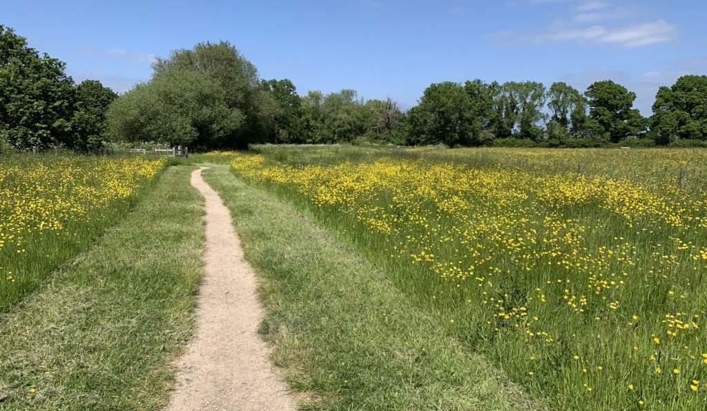 a neatly mown path through a field of long grass and wildflowers, shown on a clear summer day
