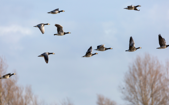 Flocks of birds flying through the sky