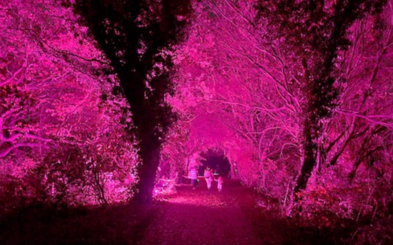 A photo of Dinton Pastures lit up for the Glow Walk event