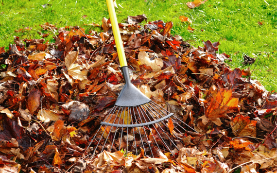 Raking leaves