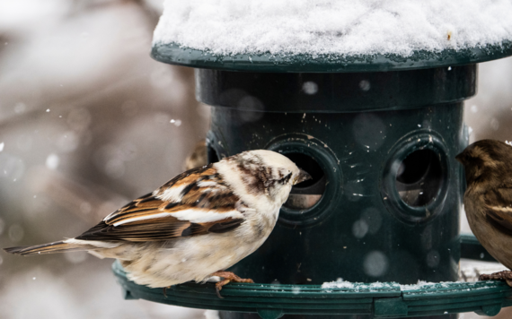 Two house sparrows peaking into a bird feeder