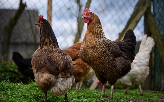 chickens in a run outdoors