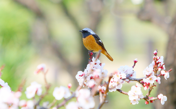 A close-up of a bird on a cherry blossom
