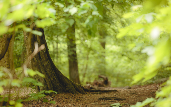 Nature recovery strategy