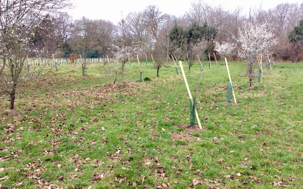 Newly planted trees at Bulmershe in Woodley