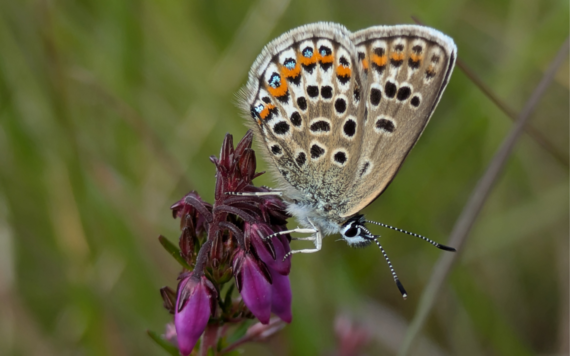 A close-up of a butterfly on a wildflower