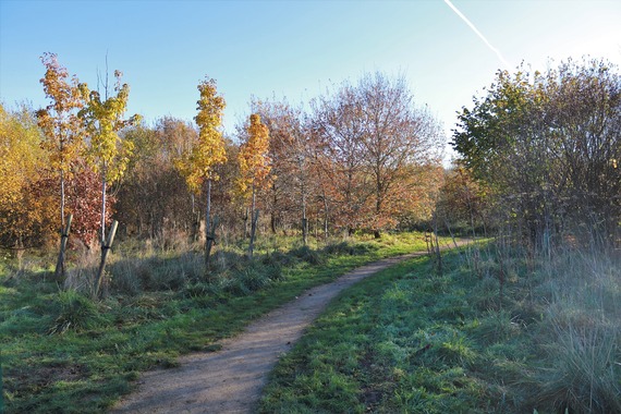 New planting at Buckhurst Meadows, a nature park built alongside earlier phases of the new road’