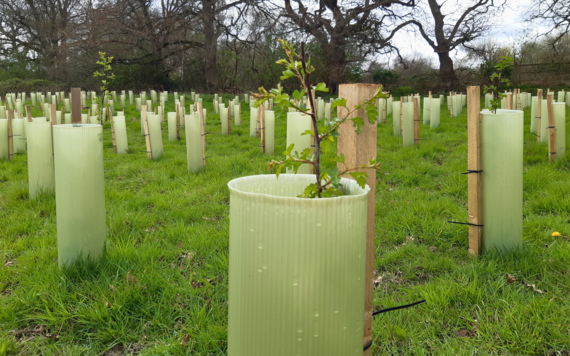 Tree saplings planted in an outdoor space