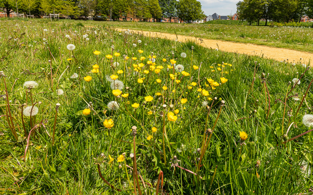 Wildflowers growing near a path in Wokingham