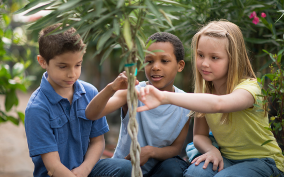 Forest of Imagination