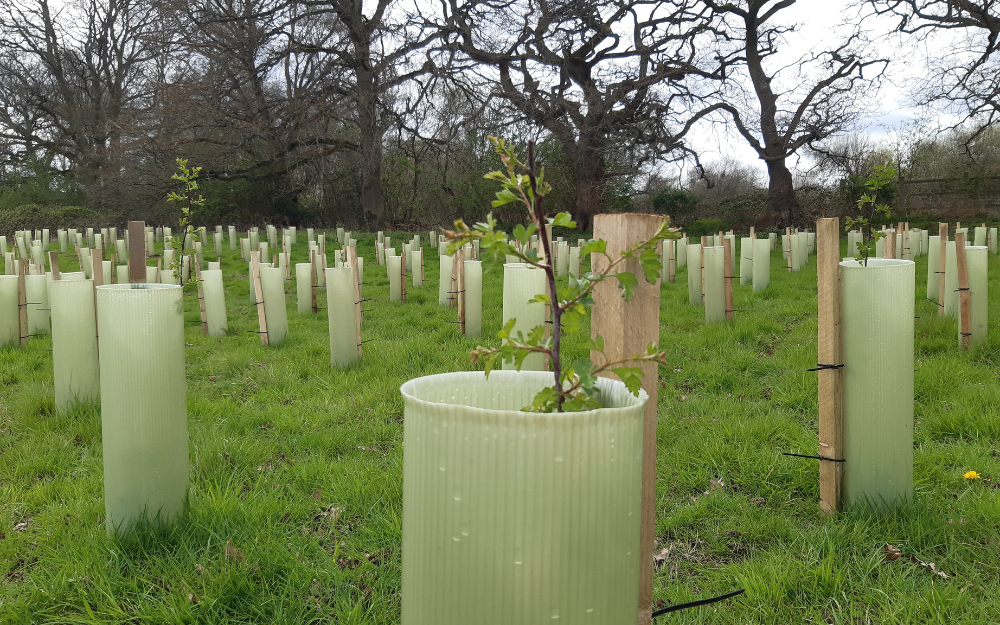 Dozens of newly planted tree saplings
