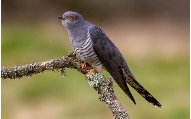cuckoo
