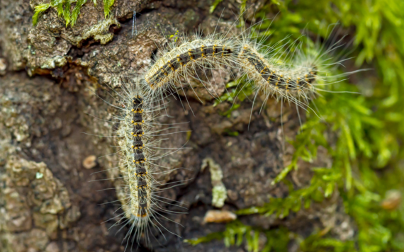 Oak processionary moth