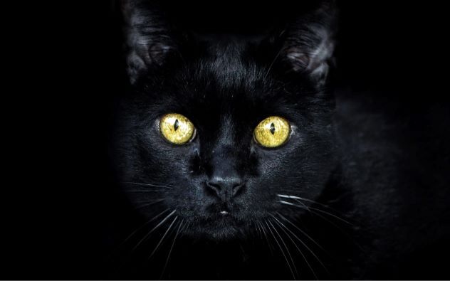 black cat
