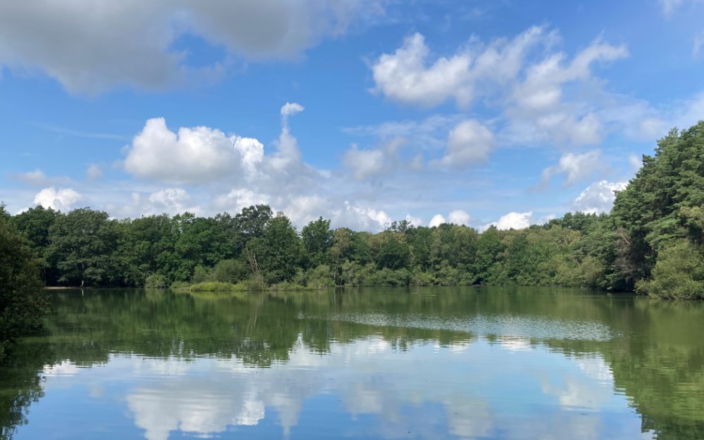 Heath Lake lake and surrounding woodland