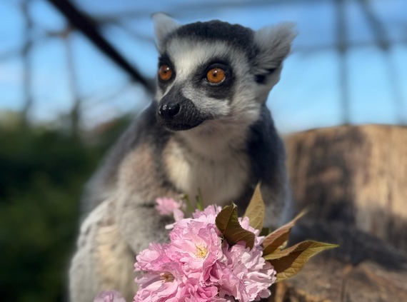 Meercat at Beale Wildlife Park