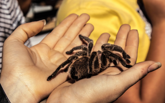 Photo of a pair of hands holding a tarantula