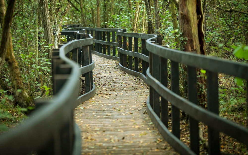 Wooden walkway with tree cover at California Country Park