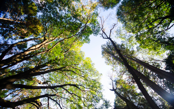Trees from a viewpoint below