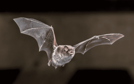 Bat flying