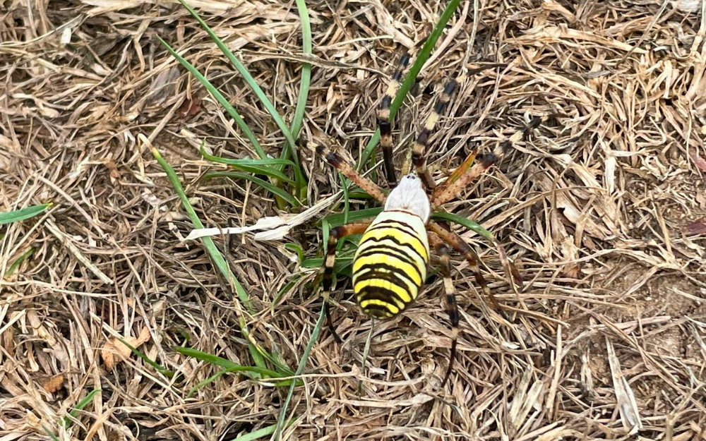 A yellow and black striped Wasp spider in grassland