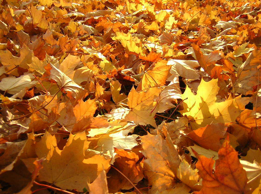 Picture of autumn leaves