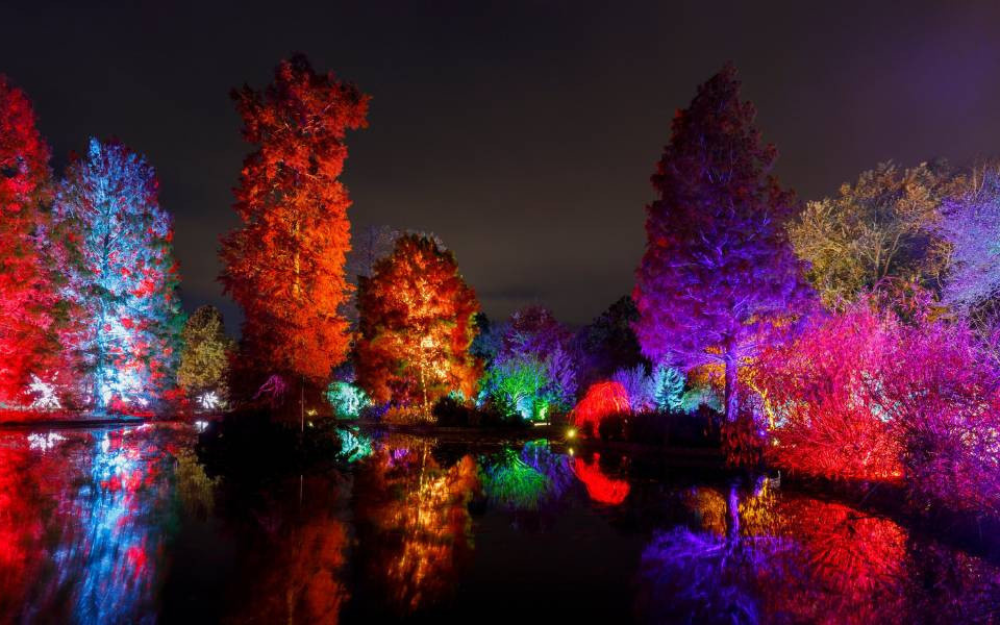 Bright shining trees at the Dinton Pastures glow walk