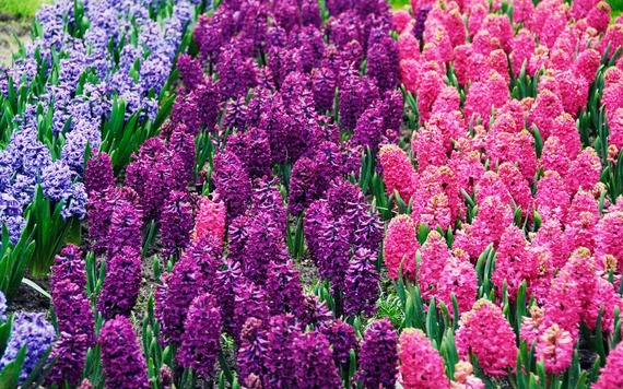 A field of densely planted hyacinths in purple, pink, and lavender, forming tall flower spikes. 